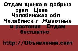 Отдам щенка в добрые руки › Цена ­ 1 - Челябинская обл., Челябинск г. Животные и растения » Отдам бесплатно   